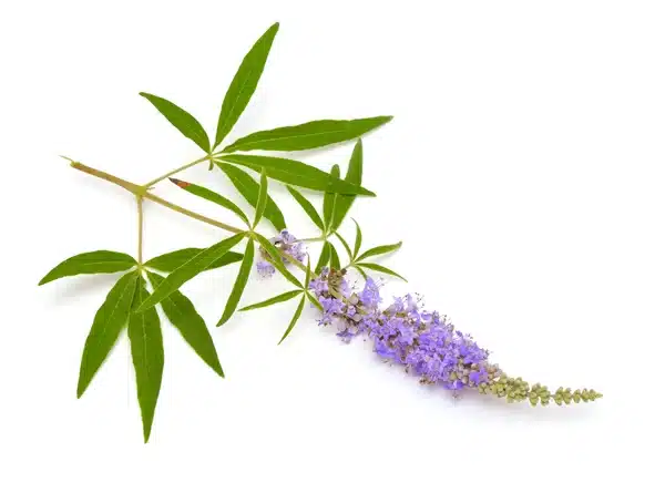 Chasteberry