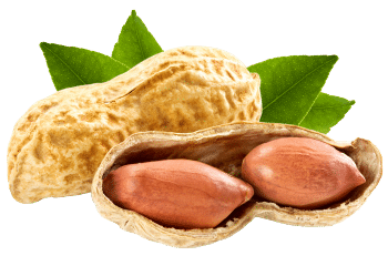 Roasted peanuts
