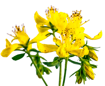 Hypericum perforatum (St John's Wort)