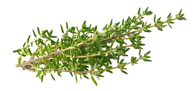 Thyme extract