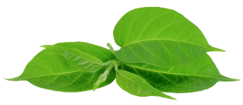 Gymnema sylvestre-Extrakt