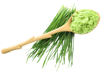 Gerstengras