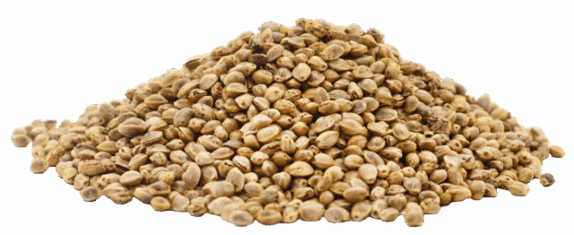 Hanfprotein
